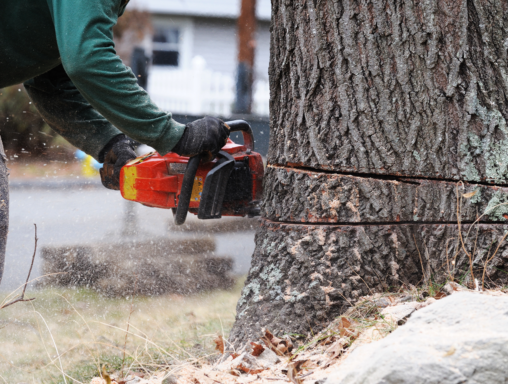 Chainsaw through a tree